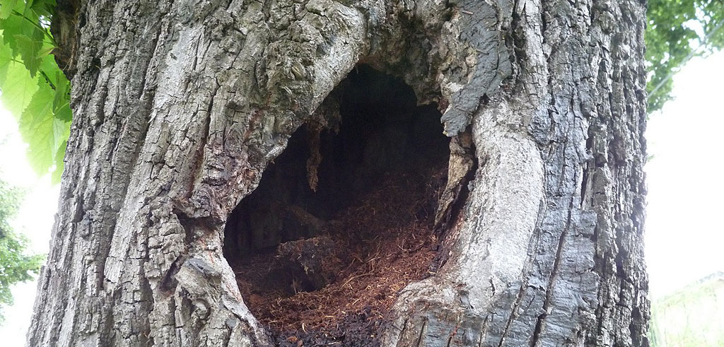 Valutare la stabilità degli alberi in ambiente urbano