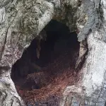 Valutare la stabilità degli alberi in ambiente urbano