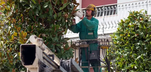 La cura delle piante ornamentali con l'endoterapia