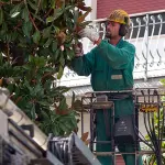 La cura delle piante ornamentali con l'endoterapia