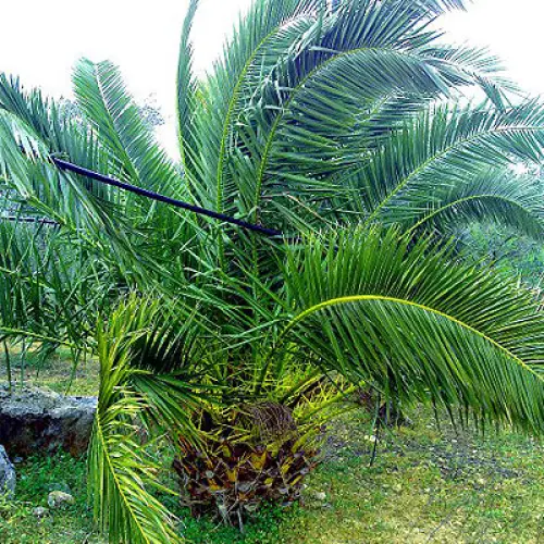 Endoterapia come lotta al punteruolo rosso delle palme