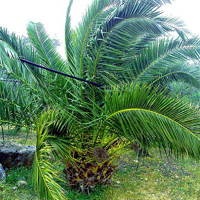 Endoterapia come lotta al punteruolo rosso delle palme