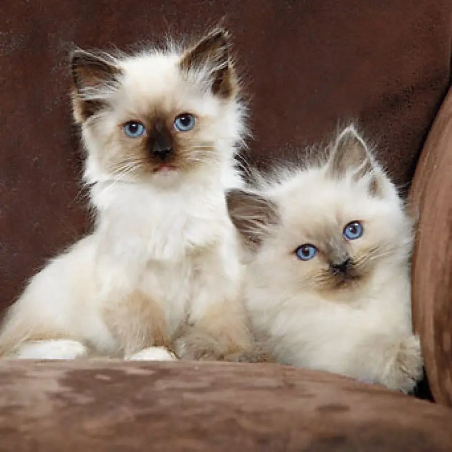 Gatti di razza Ragdoll: mille modi di esprimere tenerezza