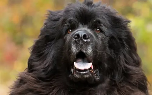 I 9 cibi da non dare mai al nostro cane