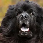 I 9 cibi da non dare mai al nostro cane