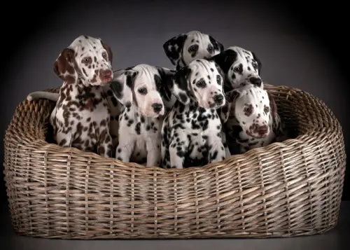 La cura dei cuccioli di Dalmata