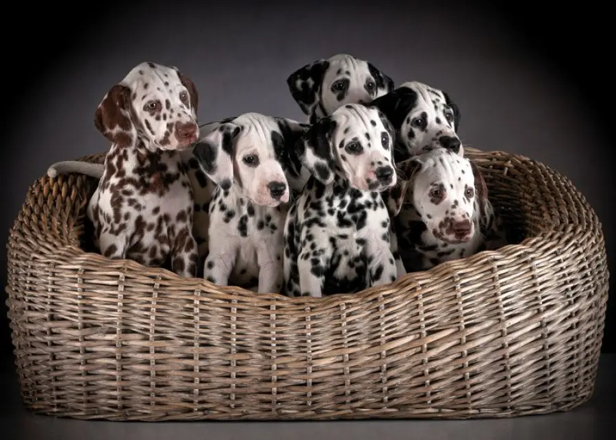 La cura dei cuccioli di Dalmata