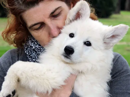 Il Pastore Svizzero Bianco: ideale per chi ama la vita in famiglia