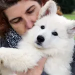 Il Pastore Svizzero Bianco: ideale per chi ama la vita in famiglia