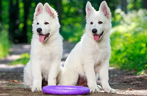 Il pastore svizzero e gli animali domestici