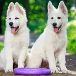 Il pastore svizzero e gli animali domestici