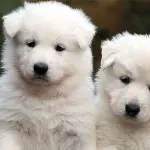 I cuccioli di pastore svizzero bianco: teneri e giocherelloni