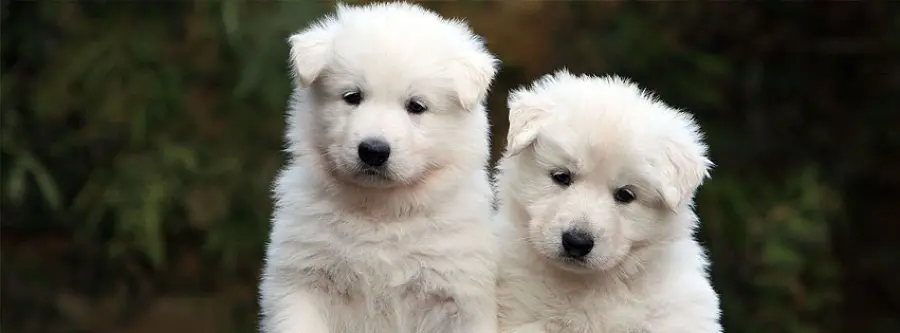 I cuccioli di pastore svizzero bianco: teneri e giocherelloni