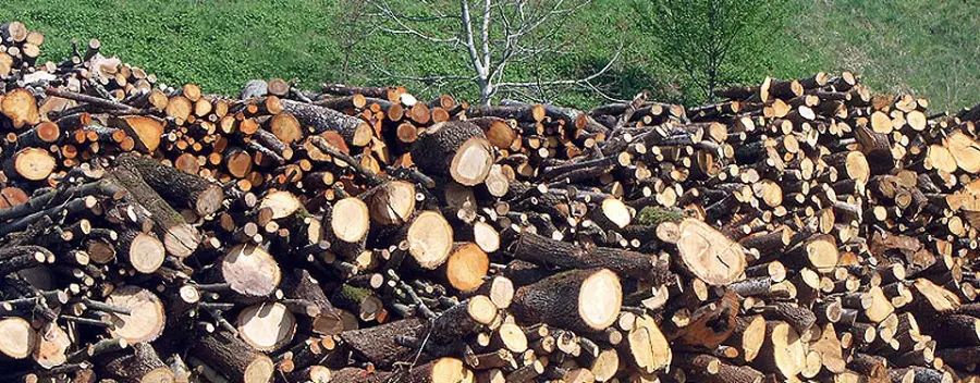 Il castagno come legna da ardere: alto rendimento per riscaldare le case