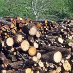 Il castagno come legna da ardere: alto rendimento per riscaldare le case