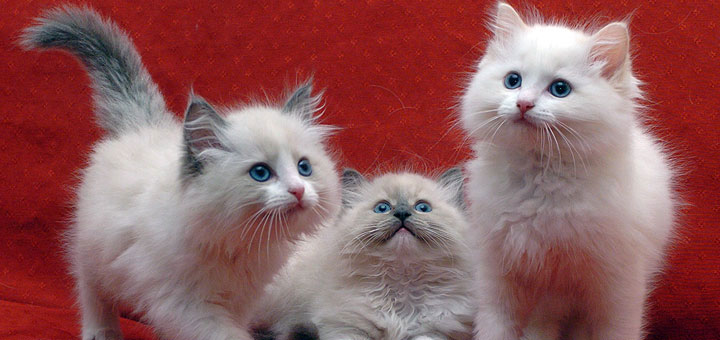 Il fumo può danneggiare la salute dei nostri gatti