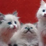 Il fumo può danneggiare la salute dei nostri gatti